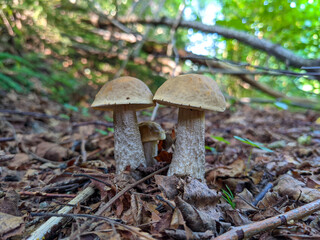 Koźlarz brązowy © Sebastian