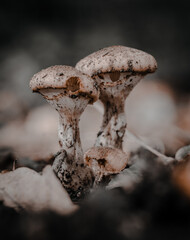 Macroaufnahme von einer Pilz Familie