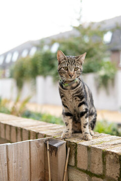 cat in the garden