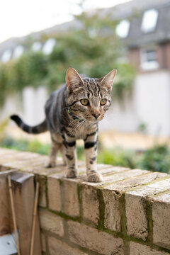 cat in the garden
