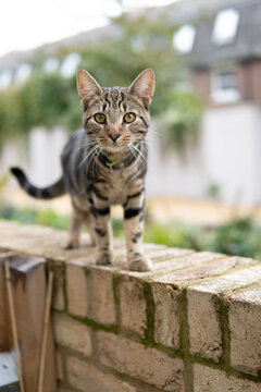 cat on the fence