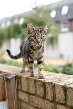 cat on the roof