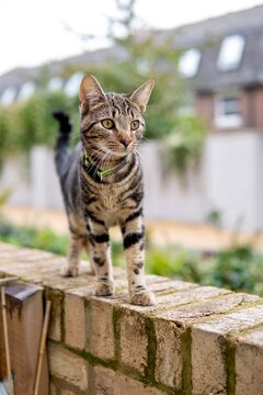 cat sitting on the fence