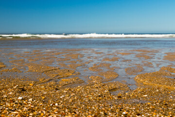 Conchas na praia