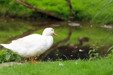 Fototapeta premium canard blanc