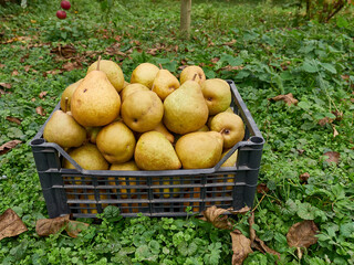 A large black box filled with pears. Pear harvest. Gardening.