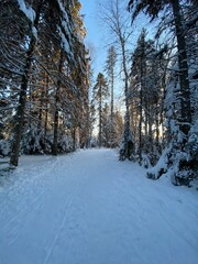 forest in winter