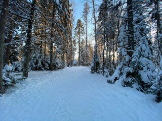 snow covered trees