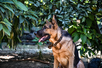 Deutscher Wolfshund