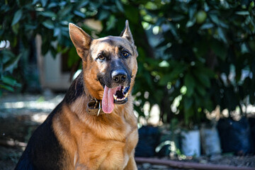 Deutscher Wolfshund
