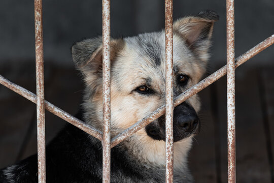 Unhappy sad dog in a cage behind bars in an animal shelter close-up portrait. An animal abandoned in a shelter, abandoned by its owners.