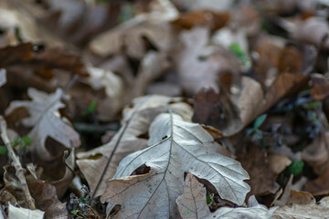 Landscapes of Texas Hill Country in the fall, autumn, season changing, outdoors, river, camping