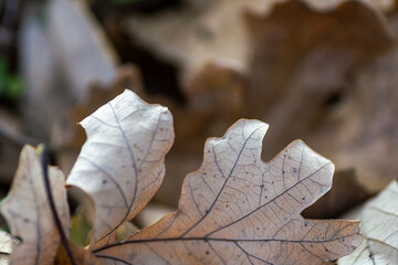 Landscapes of Texas Hill Country in the fall, autumn, season changing, outdoors, river, camping