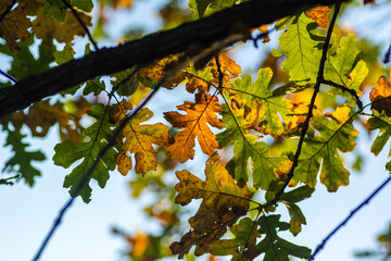 Landscapes of Texas Hill Country in the fall, autumn, season changing, outdoors, river, camping
