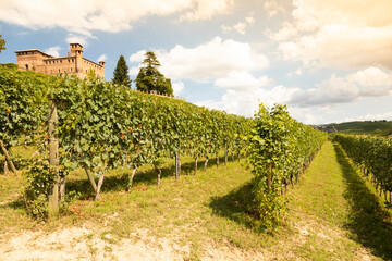 Fototapeta na wymiar Vineyard in Piedmont Region, Italy, with Grinzane Cavour castle in the background