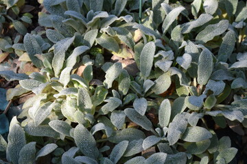 Stachys bysantina au jardin en été