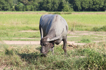 buffalo eating grass on field