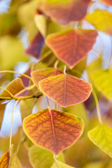 Landscapes of Texas Hill Country in the fall, autumn, season changing, outdoors, river, camping