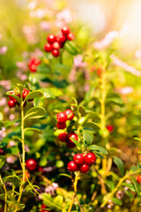 Red cowberry in the forest in summer sunny day.