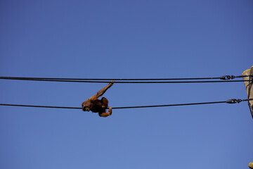 Orangutan on cable