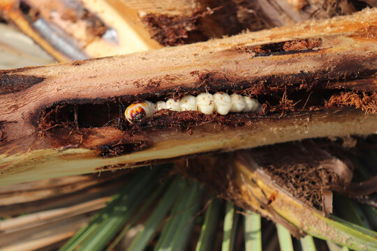Invasive Larva of Paysandisia Archon Feeding in the stems and trunks of palms, causing Fatal Damages to Native and Exotic Palm Trees all over Europe.