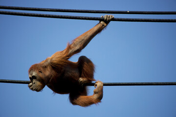Orangutan on cable looking down © Laura Giustozzi