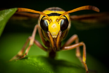 Close up of a wasp