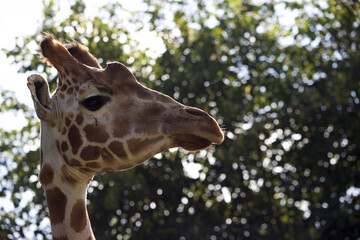 Giraffe's Profile