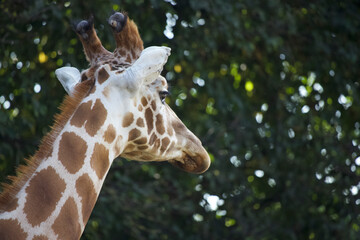 Giraffe walking away