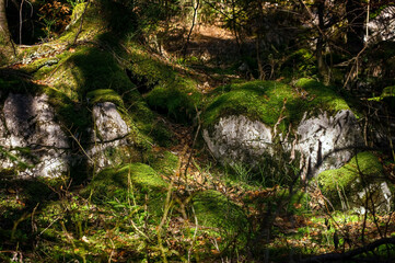 Alpiner Waldboden im Halbschatten mit Moos &uuml;berwachsenen Felsen, Geb&uuml;sch und B&auml;umen 