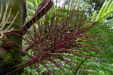 Fruits of a sealing lacquer palm tree in the jungle of Costa Rica