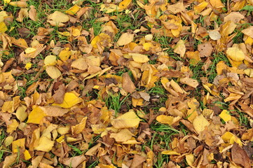 A carpet of yellow leaves on the ground. Autumn, the leaves have fallen from the trees.