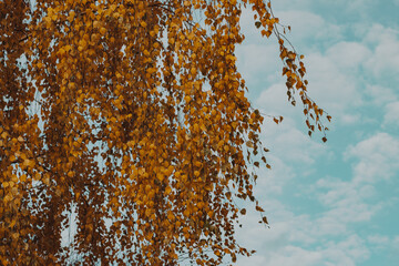 autumn leaves in the sky