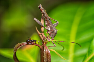 When Stink bugs meet Ants.