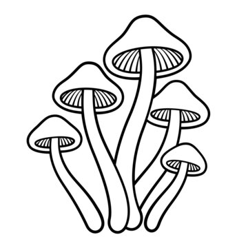 Magic mushrooms drawing