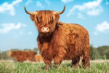 Crédence de cuisine en verre imprimé Highlander écossais Portrait d& 39 une vache Highland Cattle sur un pré
