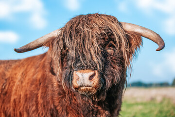 Portrait of a Highland Cattle bull on a meadow