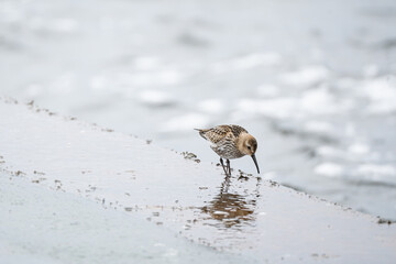 Dunlin (Calidris alpina, C. a. schinzii) bird walking on sea shore looking for food, Baltic sea, mid-october