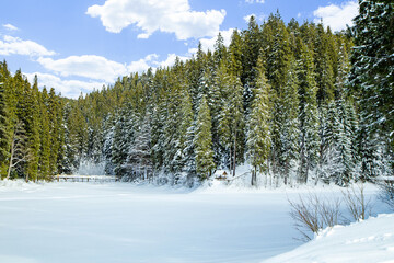 snow coniferous forest. winter season. cold, beautiful sky blue with clouds. snowy forest.