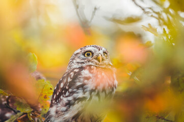 Little owl (Athene noctua) sitting on dry autumn tree. Autumn forest in background. Little owl portrait. Owl sitting on branch. Owl on tree.