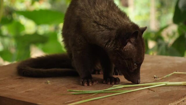 Luwak on a bench at tanah lot temple in bali. Luwaks are animals used to produce a gourmet Luwak coffee. Civet cat on the coffee plantation in Indonesia. (Paradoxurus hermaphroditus). Kopi Luwak.