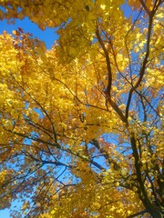 autumn in the park,autumn, tree, fall, nature, forest, leaves, yellow, sky, trees, leaf, branch, blue, season, landscape, foliage, park, color, golden, orange, birch, wood, maple, green, gold, sun