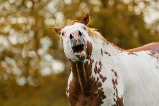 Funny american paint horse with open mouth in autumn