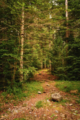 path to the coniferous forest
