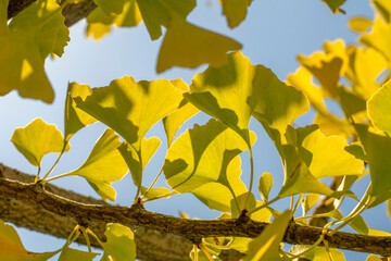 Yellow Ginkgo biloba (Maidenhair tree) leaves in autumn with blue sky in the background.