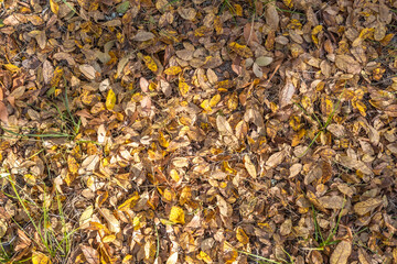 Landscapes of Texas Hill Country in the fall, autumn, season changing, outdoors, river, camping
