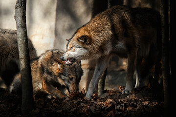 Agressive and dominant behaviors of a grey wolf (Canis Lupus)
