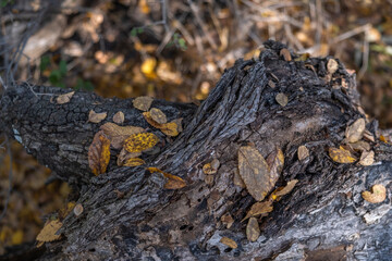 Landscapes of Texas Hill Country in the fall, autumn, season changing, outdoors, river, camping