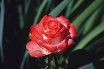 red rose on green background