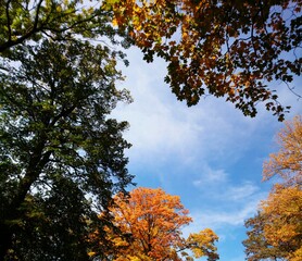 autumn, tree, fall, sky, leaves, nature, yellow, leaf, forest, blue, red, season, orange, trees, branch, color, foliage, bright, maple, plant, landscape, october, day, green, beautiful